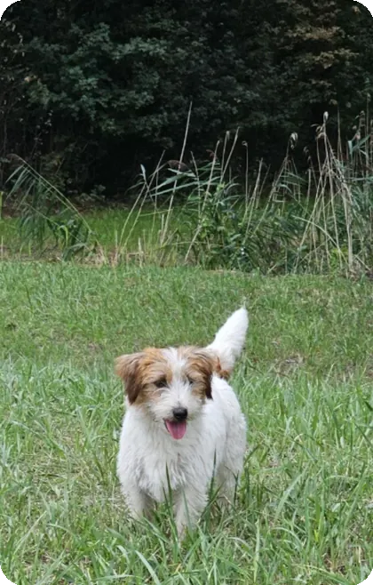 Carien van het Insula Maris in het gras