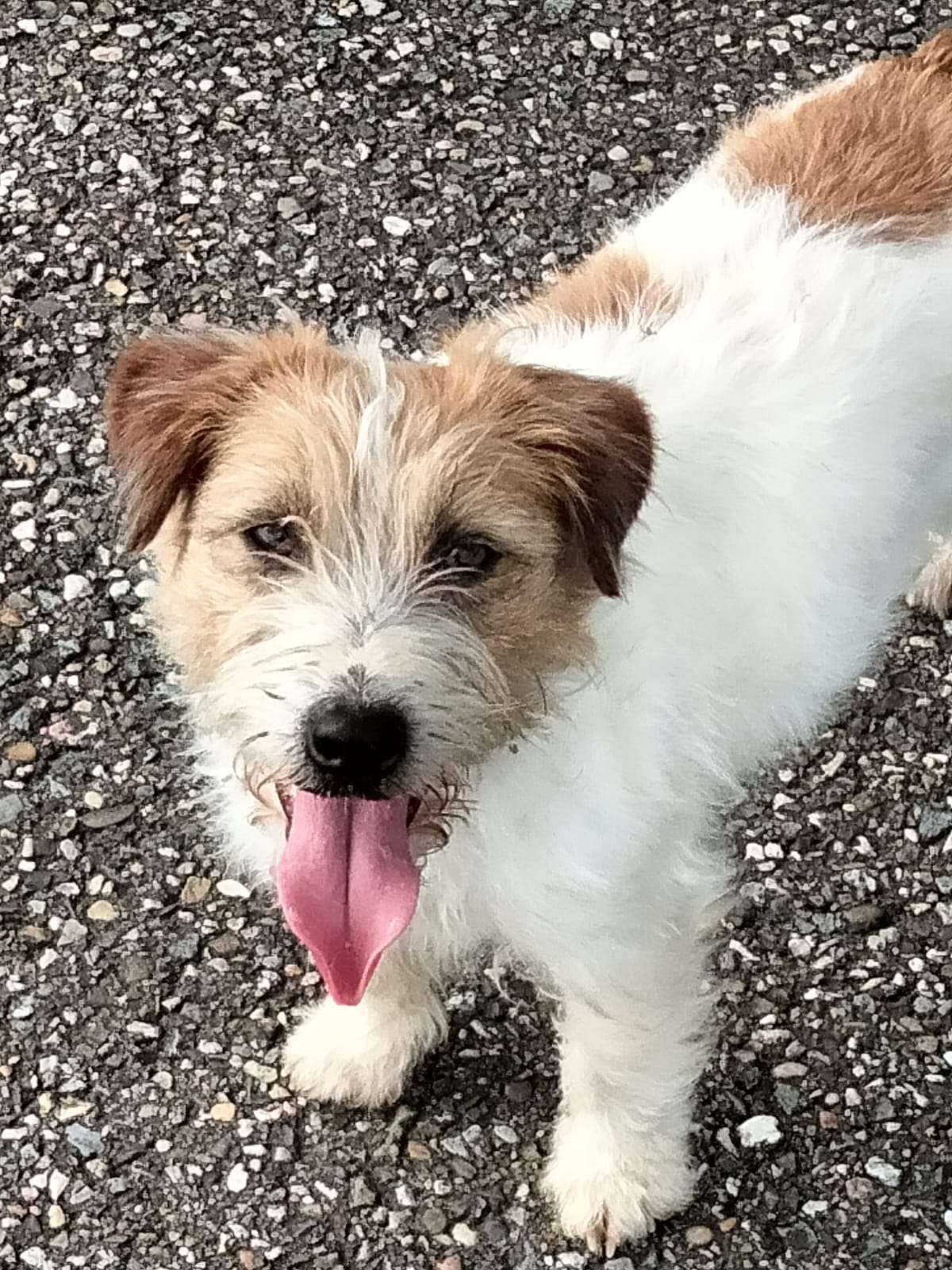 Portret van een ruwharige Jack Russell Terrier van Kennel Van Het Insula Maris