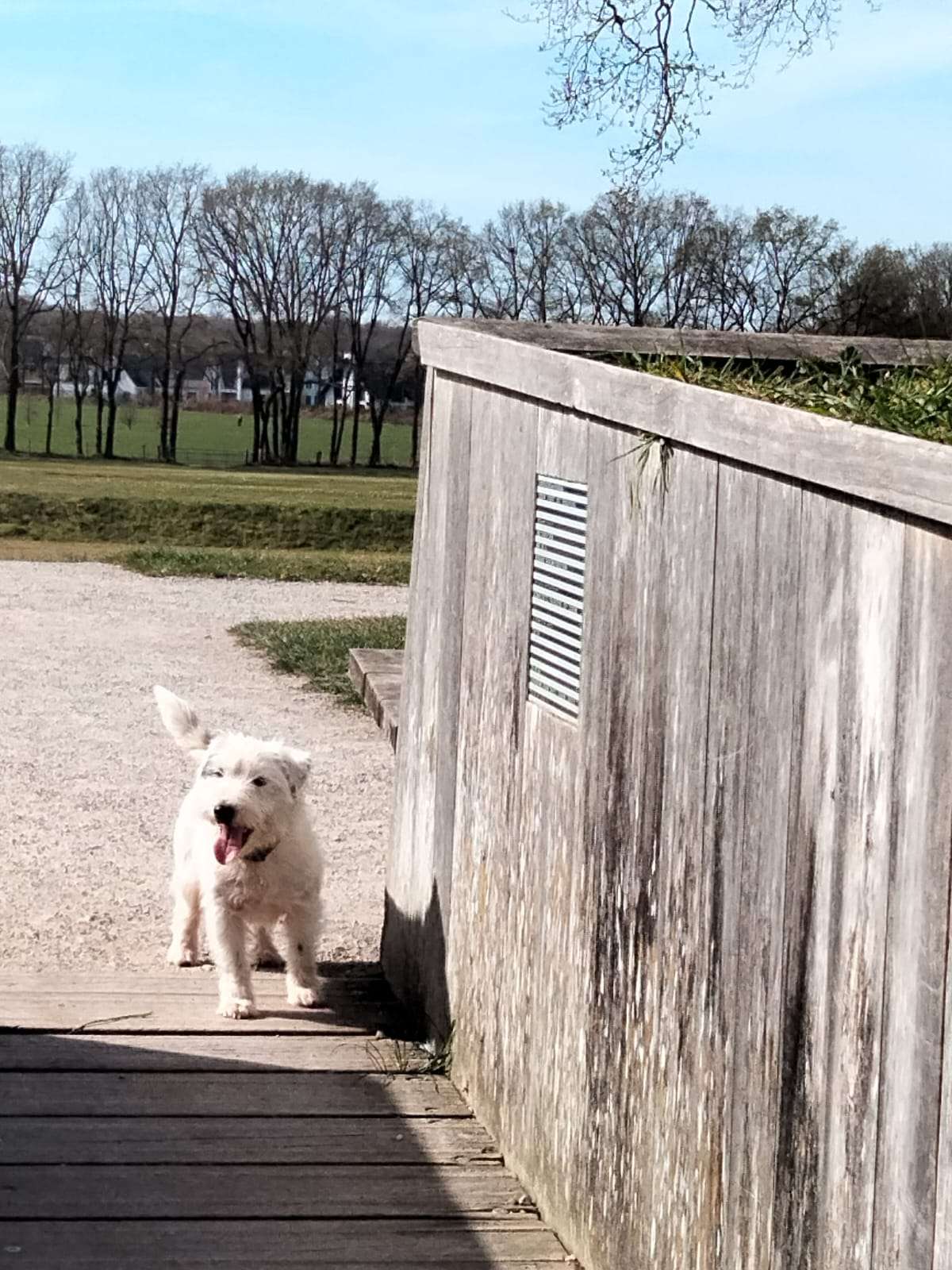 Ruwharige Jack Russell Terrier in de tuin van Kennel Van Het Insula Maris