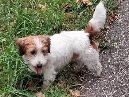 Carien van het Insula Maris, wit-bruine Jack Russell in het gras naast een pad.