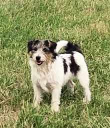 Grietje Merza, Jack Russell Terrier van Kennel Van Het Insula Maris