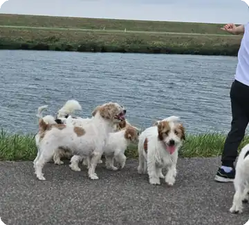 Jack Russell Terriërs van Kennel Van Het Insula Maris aan het water