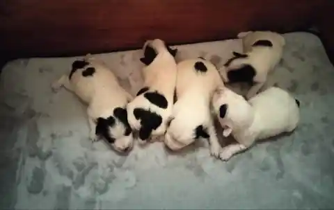 Zes Jack Russell Terrier pups van Kennel Van Het Insula Maris, één week oud