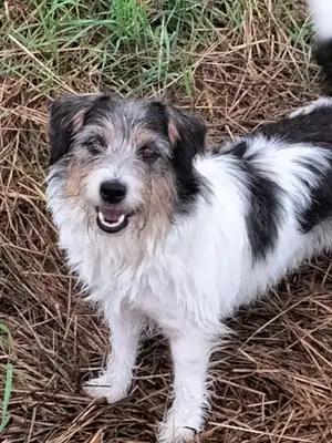 Jack Russell Terrier naast Grietje Merza bij Kennel Van Het Insula Maris