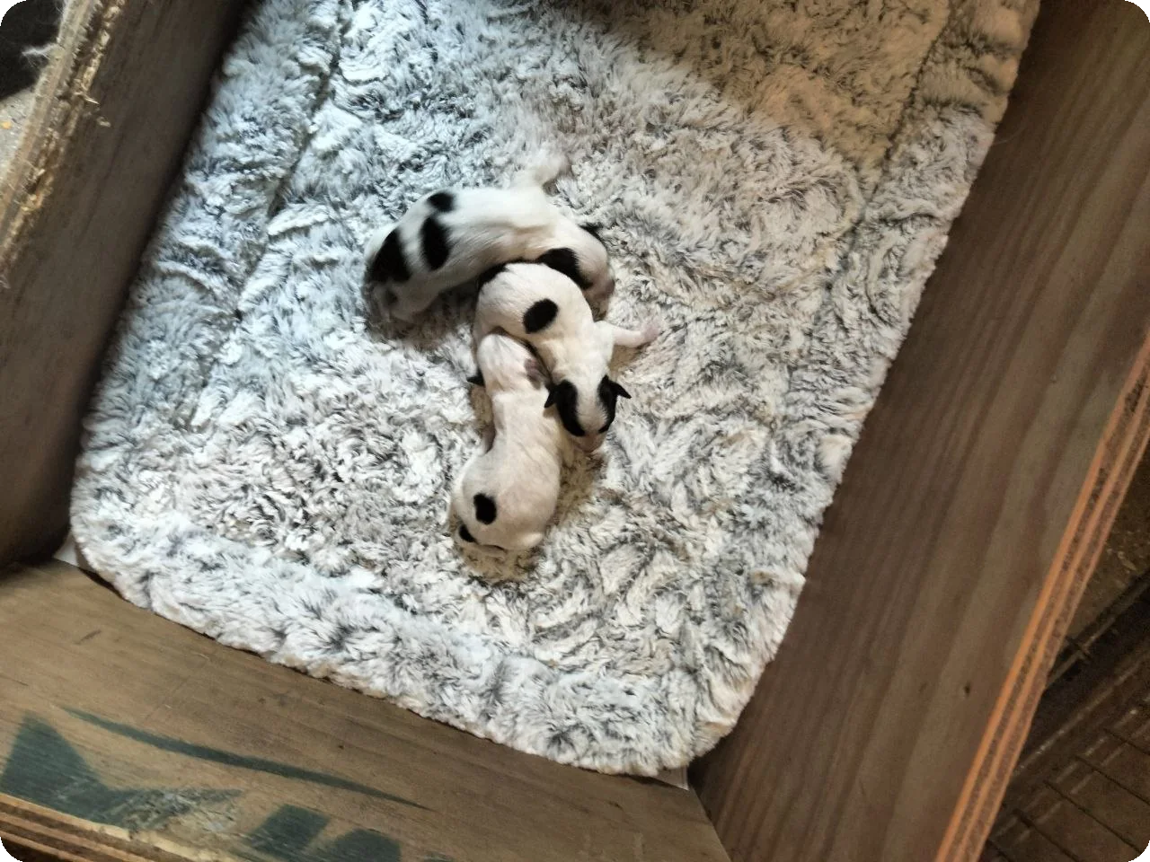 De teefjes uit het Jack Russell Terrier nest van 5 september 2026