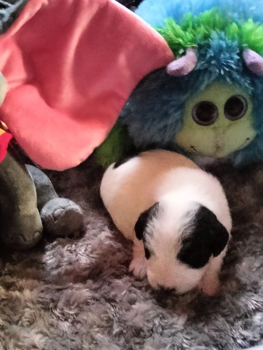 Zwart-witte Jack Russell pup slapend op een zachte grijze deken tussen knuffels