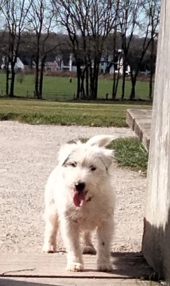 Witte ruwharige Jack Russell met tong uit op een terras in landelijk landschap