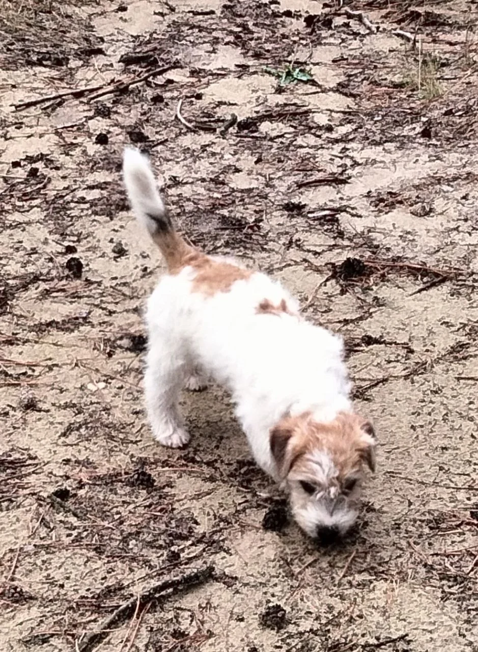 Milou van het Insula Maris snuffelt op een zanderige bosgrond