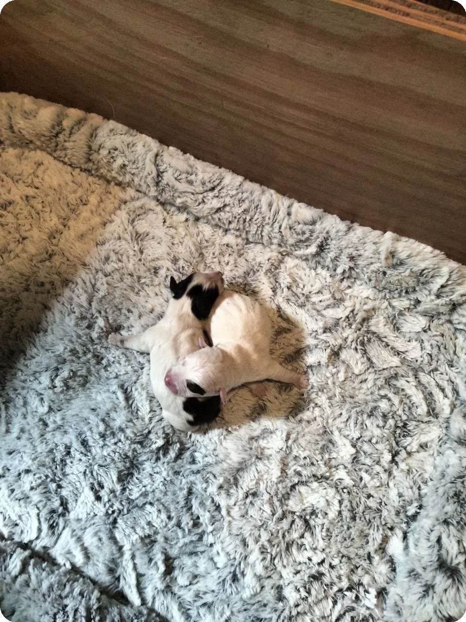 De reutjes uit het Jack Russell Terrier nest van 5 september 2026