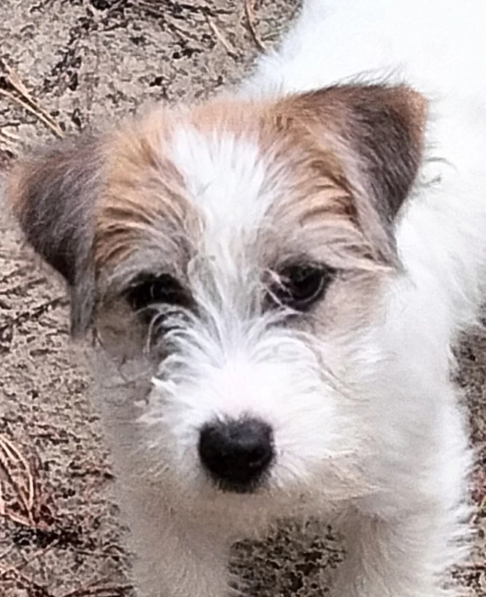 Ruwharige Jack Russellterriër kijkt van bovenaf in de camera op zanderige grond