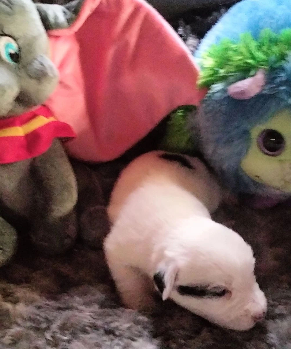 Crèmekleurige Jack Russell pup tussen kleurrijke knuffels op een grijze deken