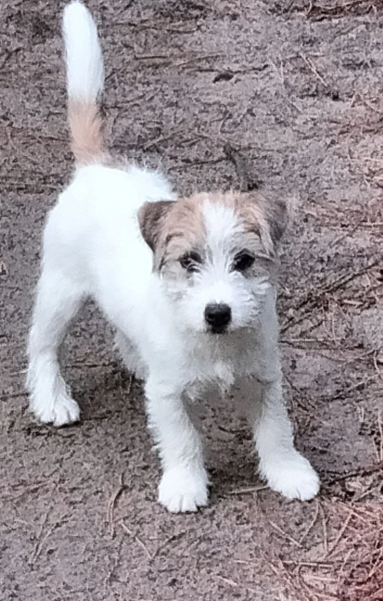 Jonge wit-bruine ruwharige Jack Russell-terriër staat alert op een zanderige ondergrond en kijkt in de camera