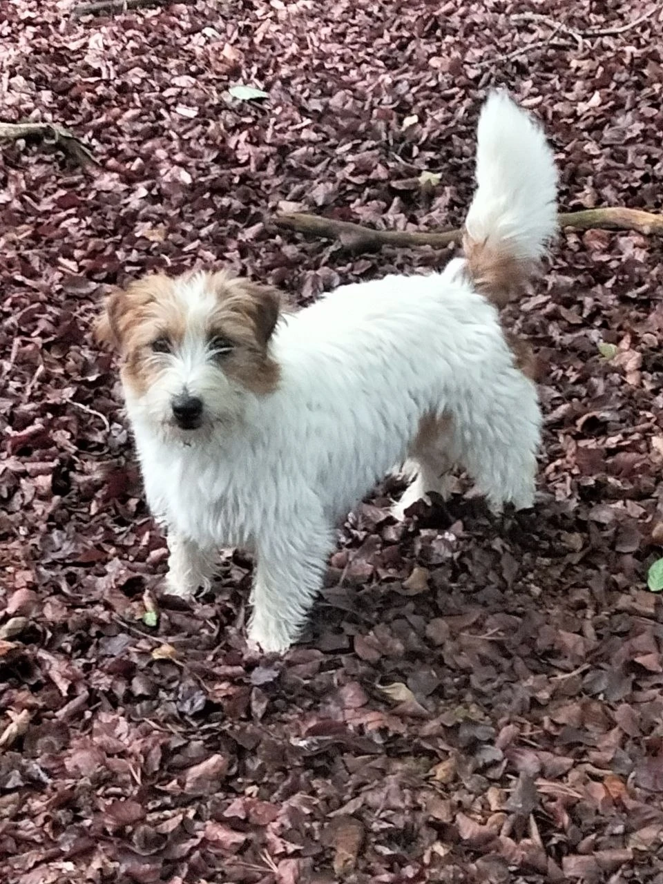 Ruwharige wit-bruine Jack Russell staat alert op een bosbodem met herfstbladeren