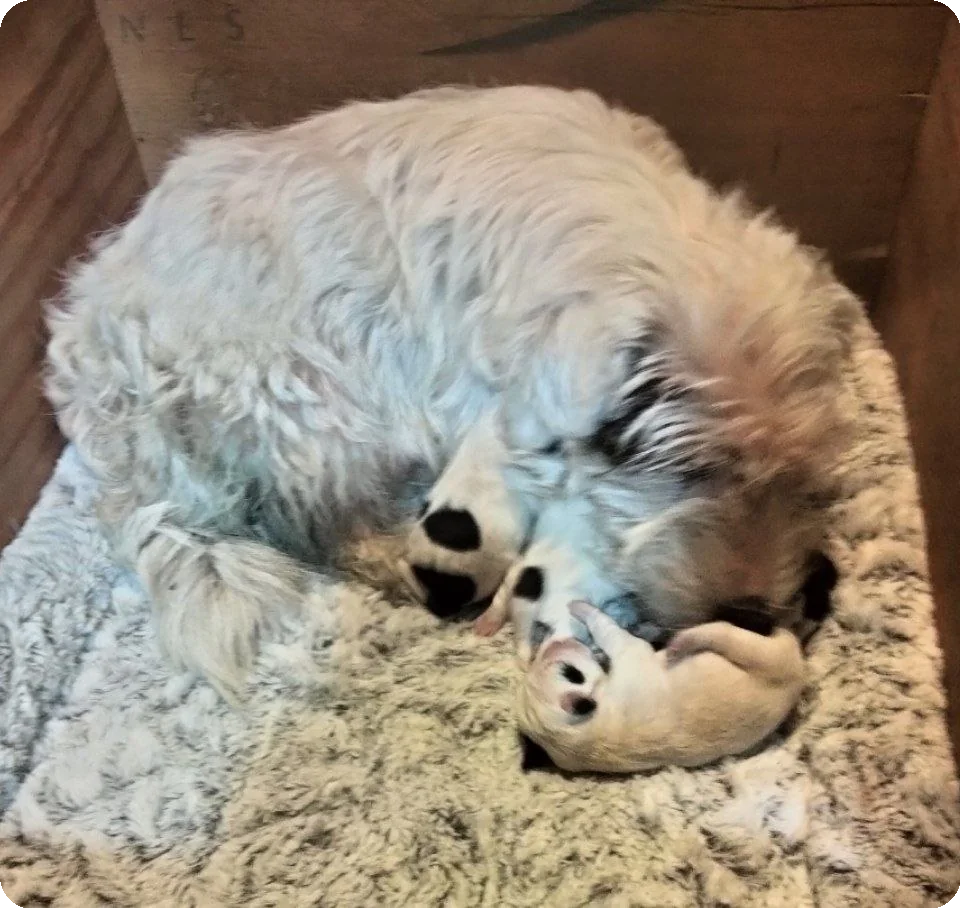 Moeder Robien met haar pups