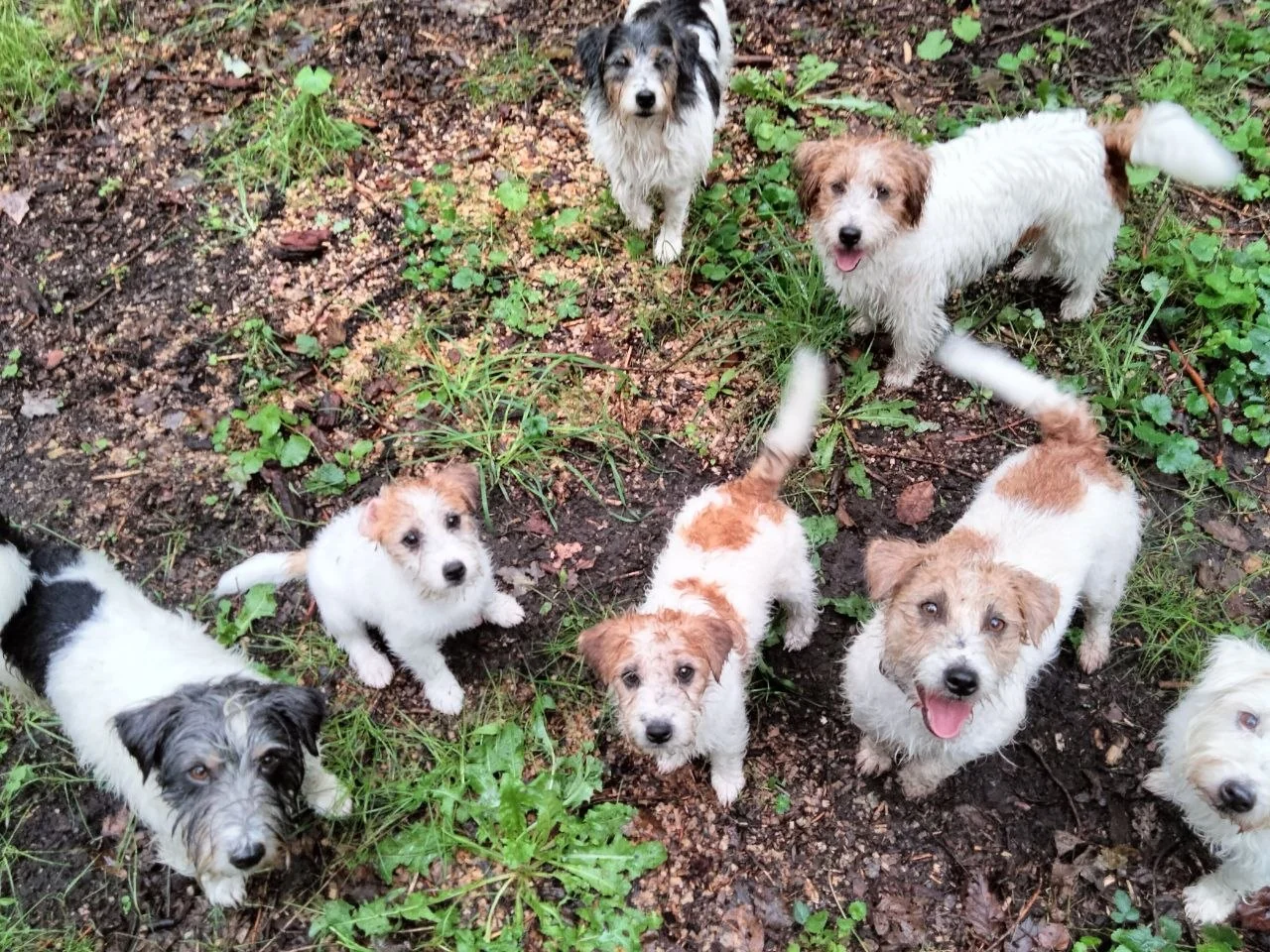 Groep van zeven vrolijke ruwharige terriërs en pups die buiten omhoogkijken naar de camera