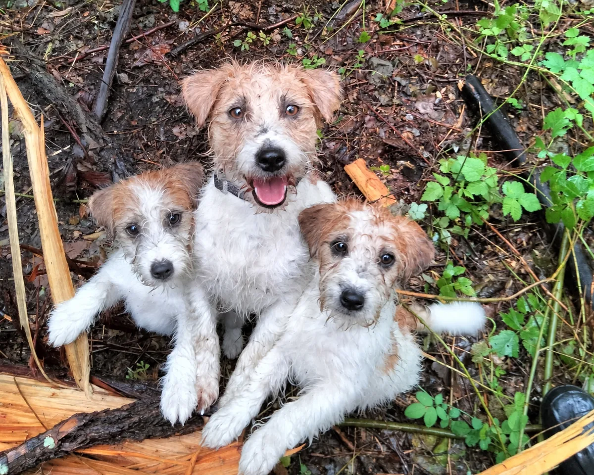 Drie Jack Russell-pups in het bos