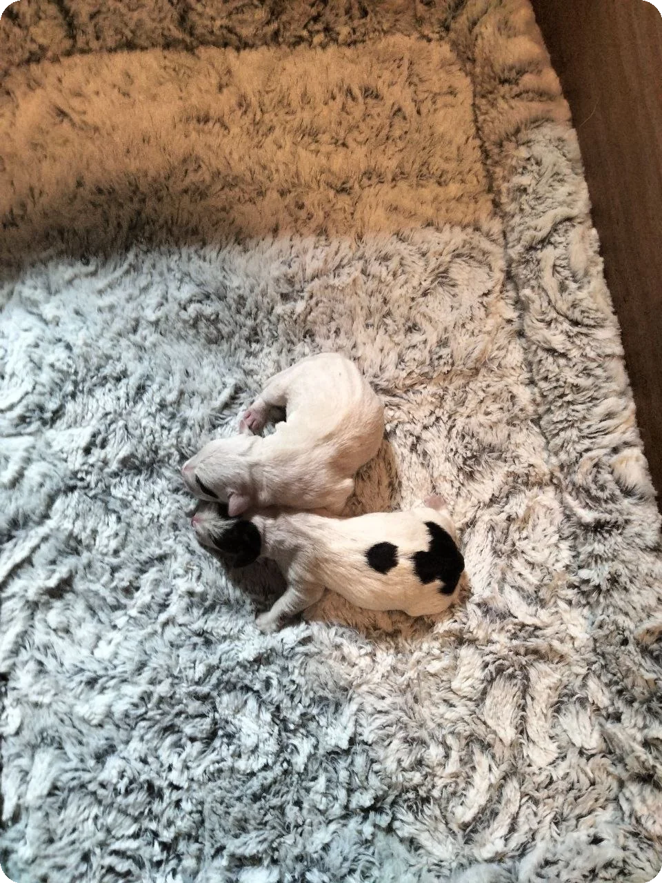 De reutjes uit het Jack Russell Terrier nest van Robien en Diskay