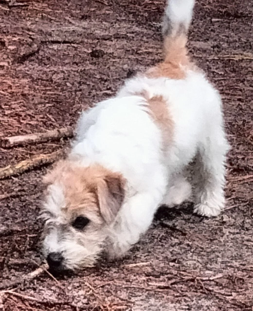 Milou van het Insula Maris snuffelt op een bospad