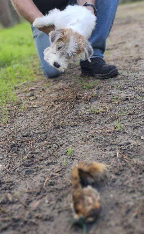 Jack Russell Terrier wordt tijdens jachttraining boven een stukje vossenbont op een modderig pad gehouden