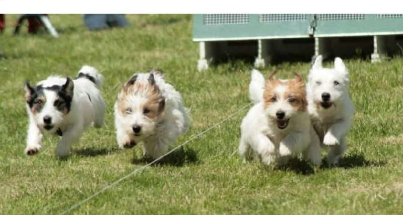 Vier kleine witgevlekte honden rennen over een grasveld naar de camera.