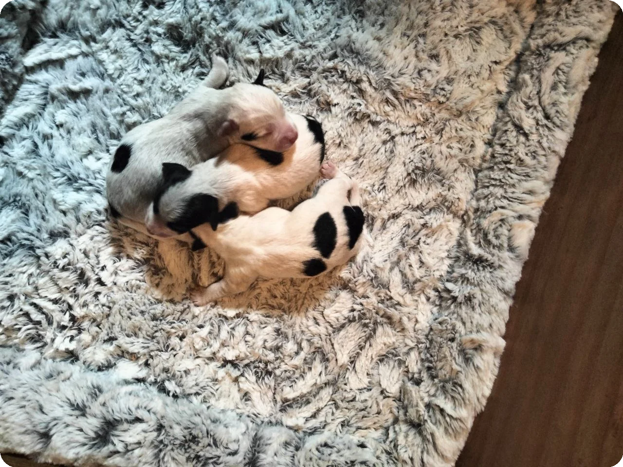 De teefjes uit het Jack Russell Terrier nest van Robien en Diskay