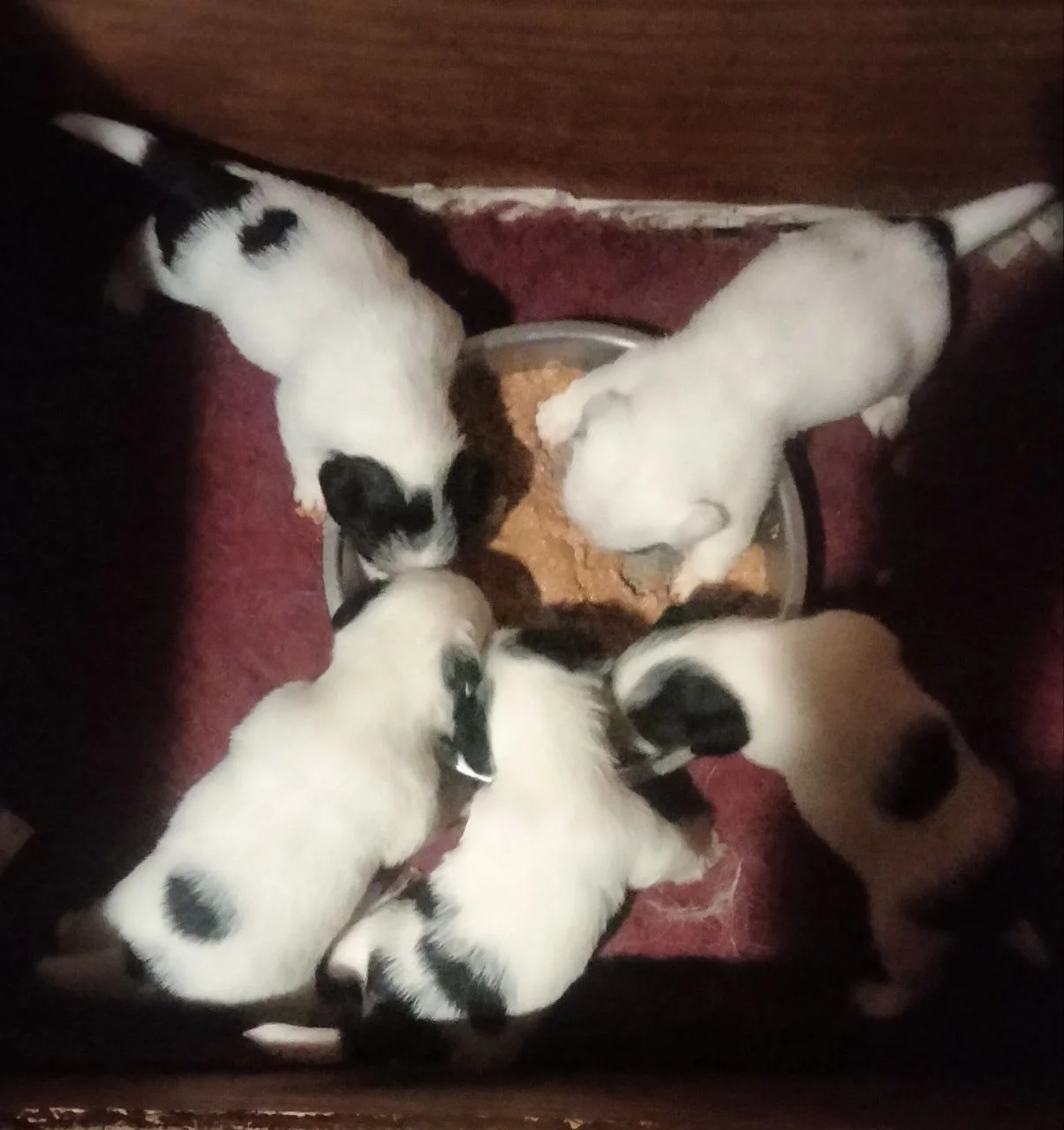 Jack Russell-pups eten samen uit een voerbak