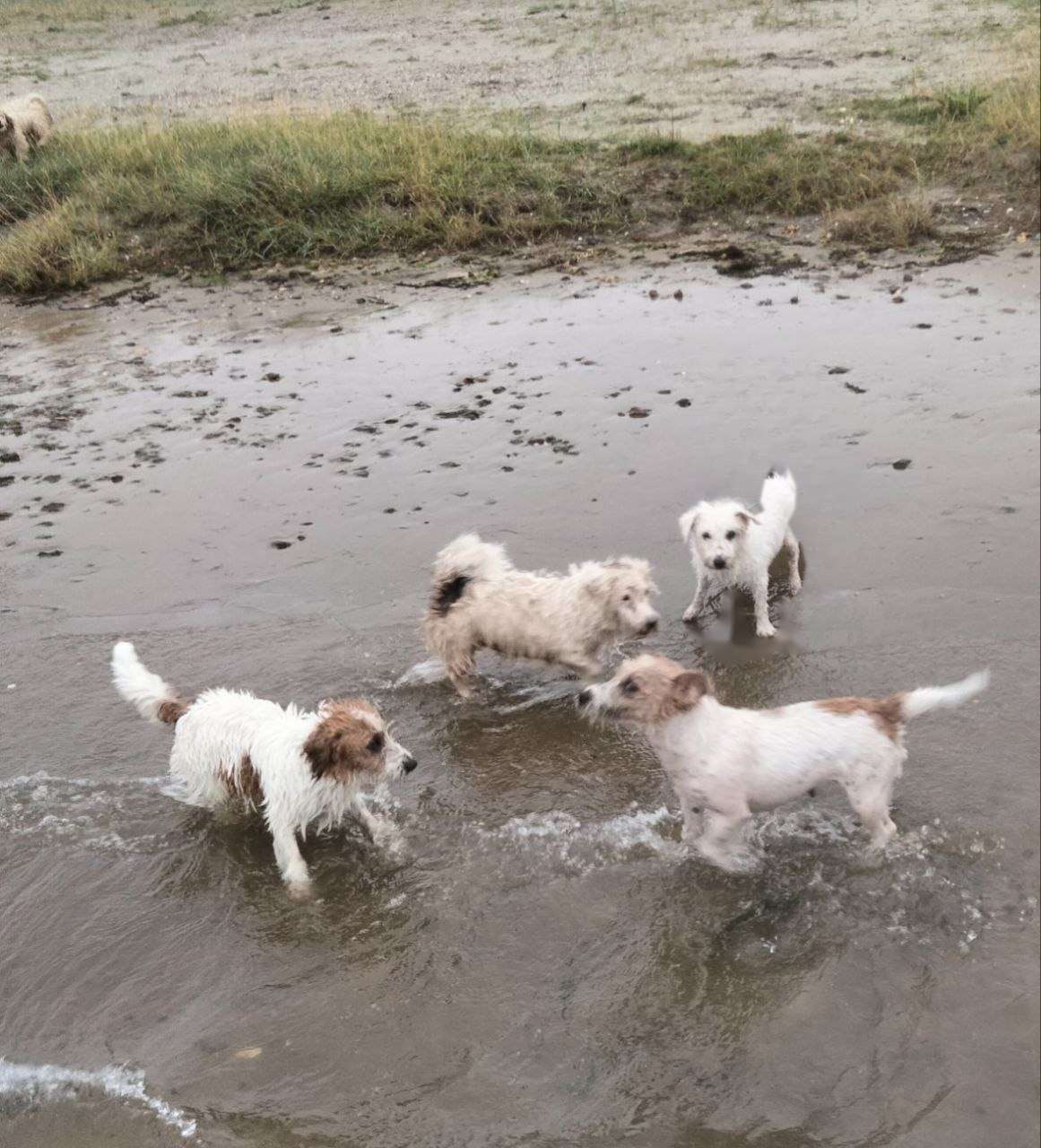 Jack Russells spelen in ondiep water bij Kennel Van Het Insula Maris