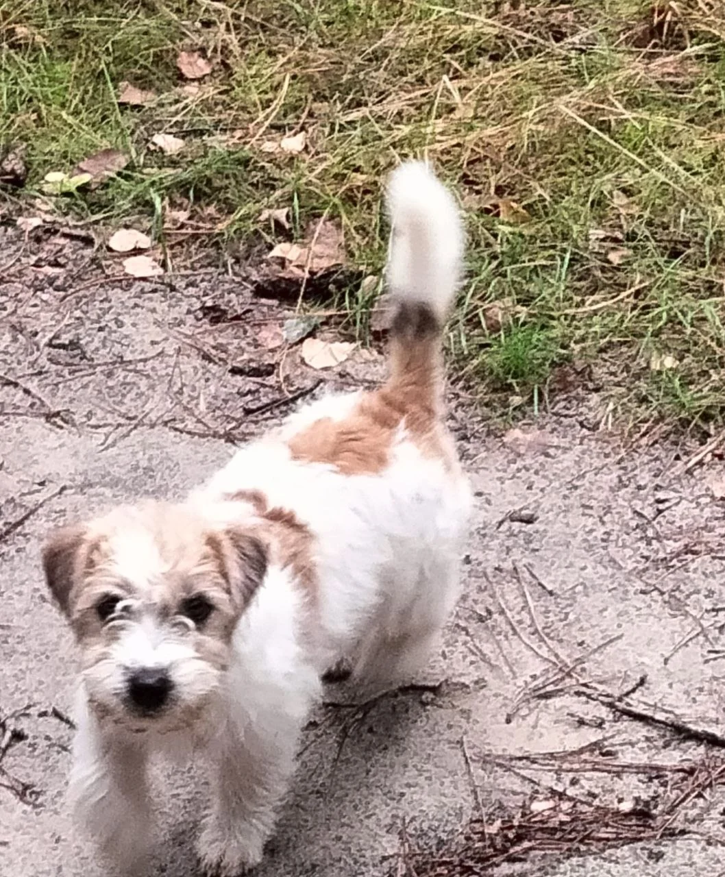 Milou van het Insula Maris, ruwharige Jack Russell Terrier op een bospad