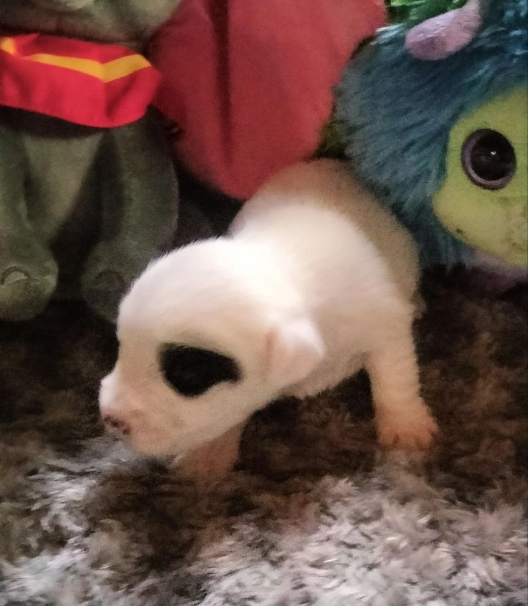 Witte Jack Russell pup met een zwarte vlek rond één oog op een grijs kleed tussen knuffels