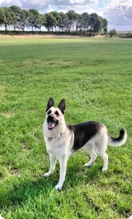 Norah van het Insula Maris in een open groen veld