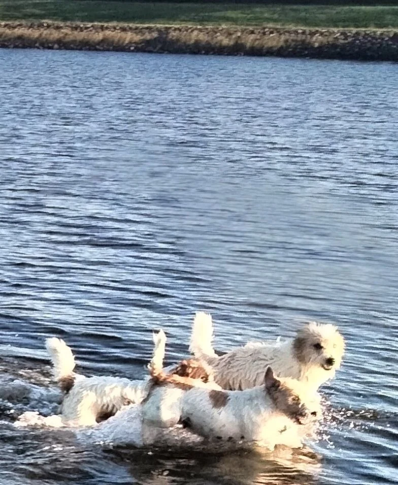 Drie kleine ruwharige honden spelen samen in het water aan de oever