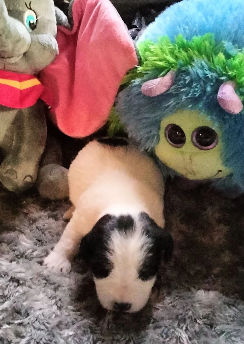 Zwart-witte Jack Russell pup ligt op een grijs kleed tussen kleurrijke knuffels