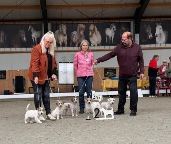 Jack Russell Terriers met hun handlers tijdens een keuring